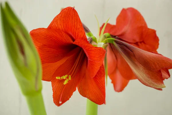 Rote Amaryllis Blume Nahaufnahme Auf Weißem Hintergrund — Stockfoto