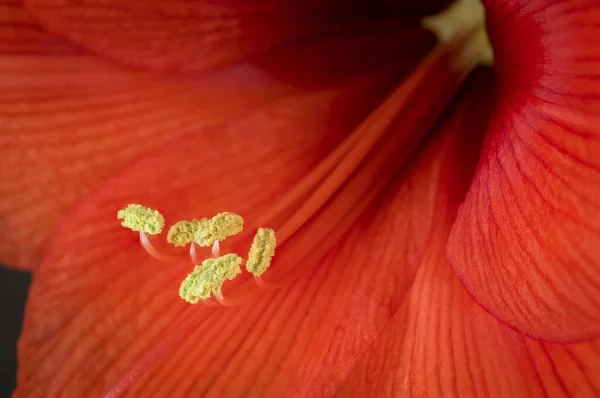 Kırmızı Amaryllis Çiçeği Siyah Arka Planda Yakın Plan Çekimi — Stok fotoğraf