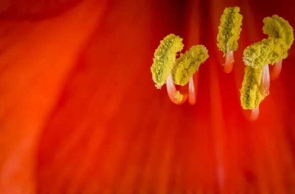 Κόκκινο Λουλούδι Amaryllis Closeup Πυροβόλησε Μαύρο Φόντο — Φωτογραφία Αρχείου