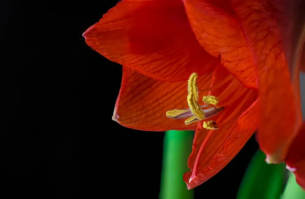 Rote Amaryllis Blume Nahaufnahme Auf Schwarzem Hintergrund — Stockfoto