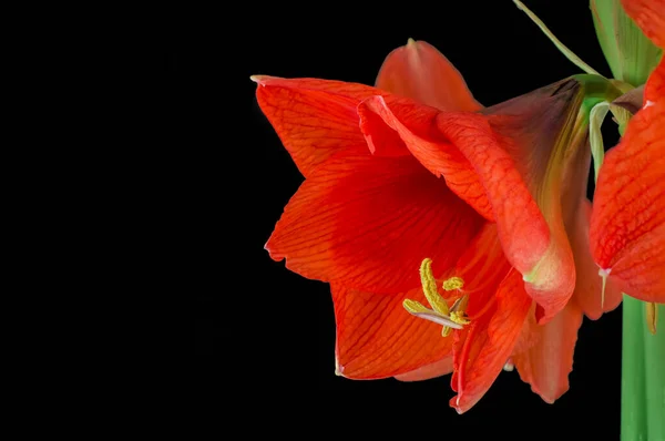 Kırmızı Amaryllis Çiçeği Siyah Arka Planda Yakın Plan Çekimi — Stok fotoğraf