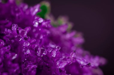 Güzel bir demet menekşe desenli lahanalı su damlası.