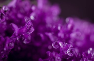 Güzel bir demet menekşe desenli lahanalı su damlası.