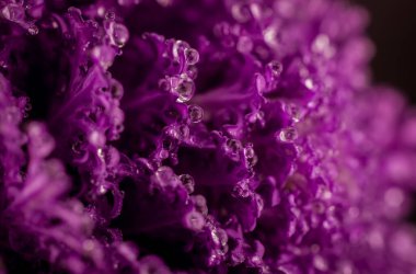 Güzel bir demet menekşe desenli lahanalı su damlası.