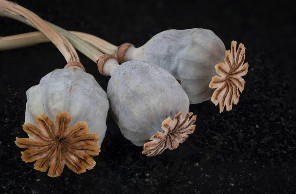 Drie Gedroogde Papaverzaaddozen Geïsoleerd Zwart — Stockfoto