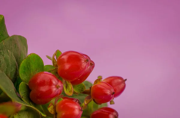 Primer Plano Hermoso Ramo Invierno Flores Bayas Rojas —  Fotos de Stock