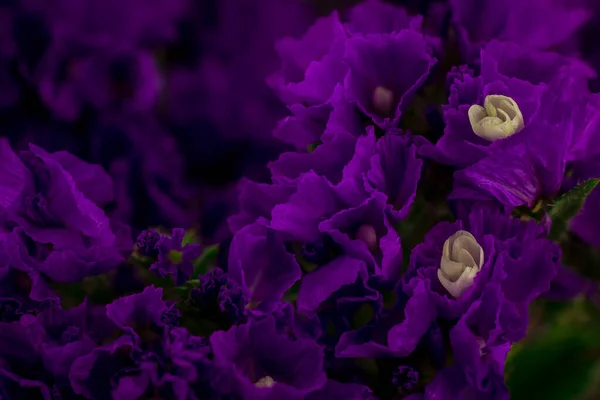 Hermoso Ramo Flores Decorativas Violetas Sobre Fondo Oscuro — Foto de Stock