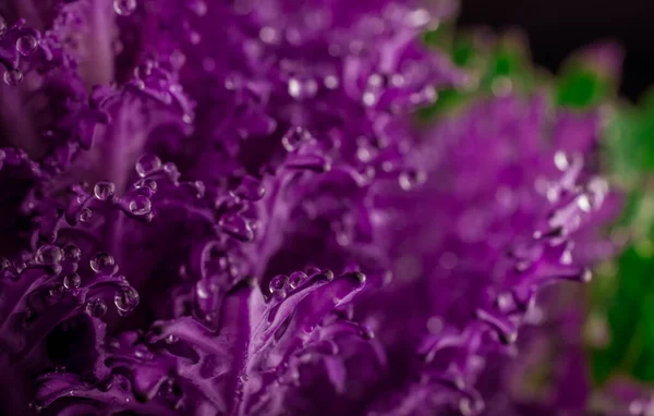 Hermoso Ramo Col Decorativa Violeta Con Gota Agua — Foto de Stock