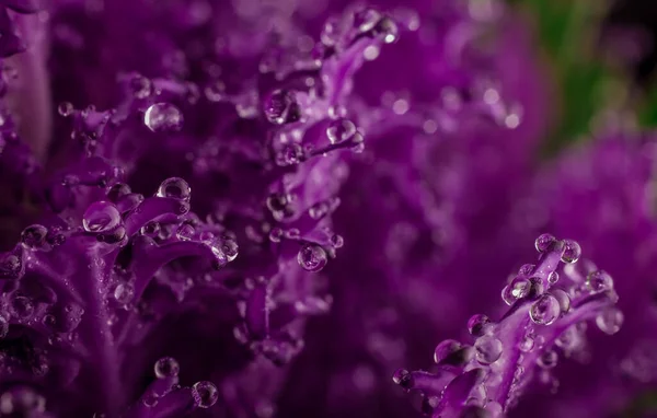 Hermoso Ramo Col Decorativa Violeta Con Gota Agua — Foto de Stock