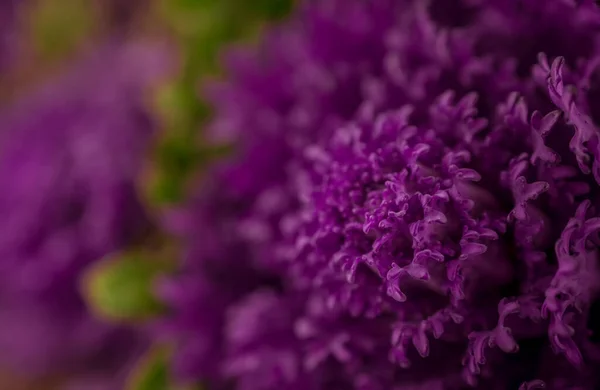 Hermoso Ramo Col Decorativa Violeta Con Diferentes Flores — Foto de Stock