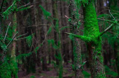 İngiltere, Moos ile kaplı ormandaki ağaç dalı