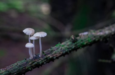 İngiltere 'de ormandaki ağaç dalları möle ve mantarlarla kaplıdır.