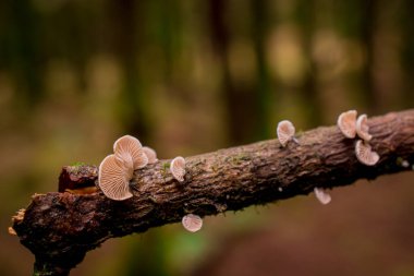 İngiltere 'de ormandaki ağaç dalları möle ve mantarlarla kaplıdır.
