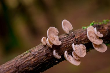 İngiltere 'de ormandaki ağaç dalları möle ve mantarlarla kaplıdır.