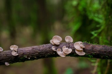 İngiltere 'de ormandaki ağaç dalları möle ve mantarlarla kaplıdır.