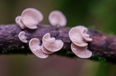 İngiltere 'de ormandaki ağaç dalları möle ve mantarlarla kaplıdır.