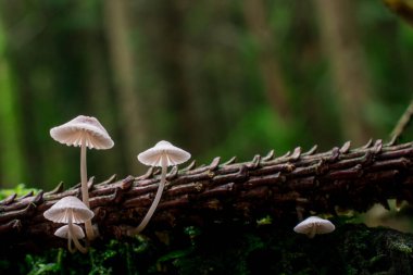 İngiltere 'de ormandaki ağaç dalları möle ve mantarlarla kaplıdır.