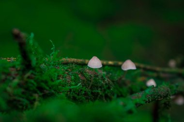 İngiltere 'de ormandaki ağaç dalları möle ve mantarlarla kaplıdır.