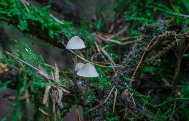 İngiltere 'de ormandaki ağaç dalları möle ve mantarlarla kaplıdır.