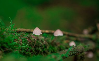 İngiltere 'de ormandaki ağaç dalları möle ve mantarlarla kaplıdır.
