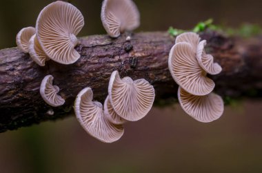 İngiltere 'de ormandaki ağaç dalları möle ve mantarlarla kaplıdır.