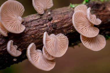 İngiltere 'de ormandaki ağaç dalları möle ve mantarlarla kaplıdır.