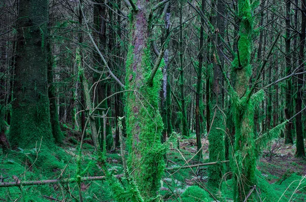 Rama Arbórea Bosque Cubierta Por Moos Reino Unido — Foto de Stock