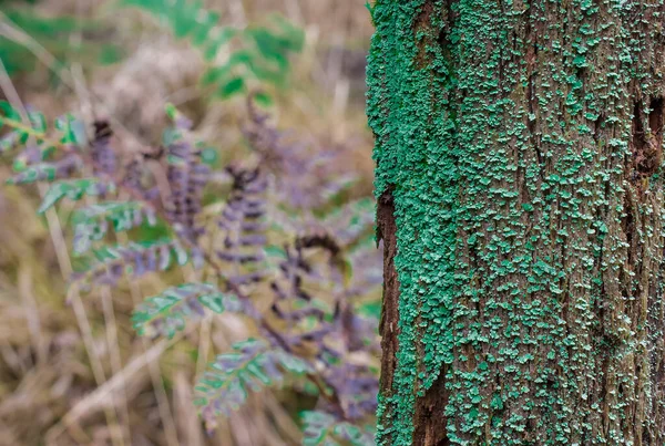 Κλάδος Δέντρων Στο Δάσος Που Καλύπτεται Από Moos Ηνωμένο Βασίλειο — Φωτογραφία Αρχείου