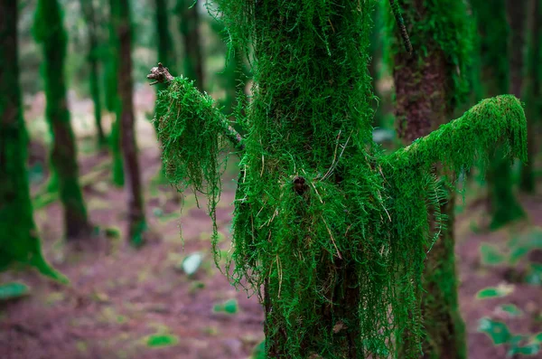 森の中の木の枝は苔で覆われ — ストック写真