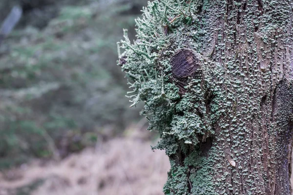 Κλάδος Δέντρων Στο Δάσος Που Καλύπτεται Από Moos Ηνωμένο Βασίλειο — Φωτογραφία Αρχείου