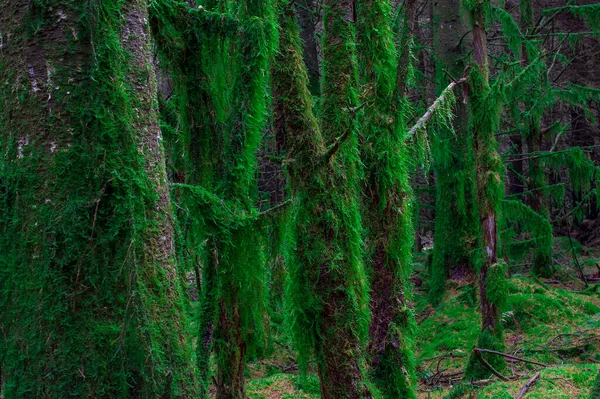 Ast Mit Moos Bedeckten Wald Großbritannien — Stockfoto