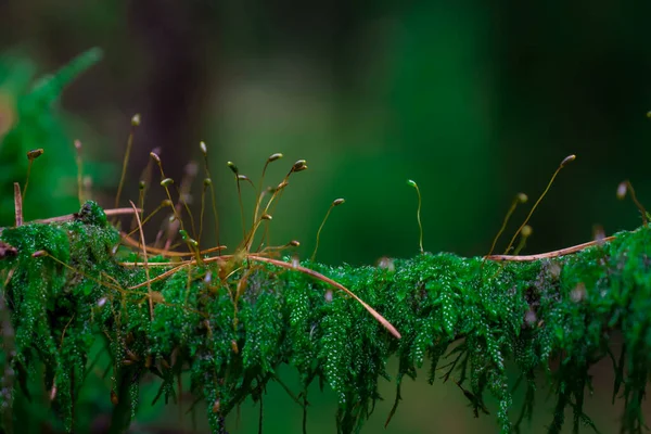 Tree Branch Forest Covered Moos — Stock Photo, Image