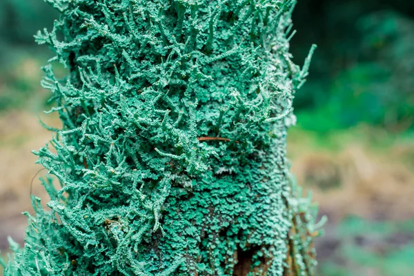 Branche Arbre Dans Forêt Couverte Moos Royaume Uni — Photo