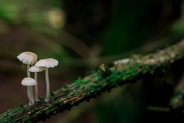 Boom Tak Het Bos Bedekt Met Moos Paddestoelen — Stockfoto