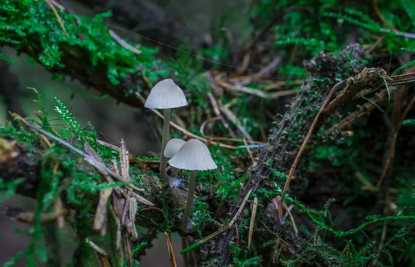 İngiltere 'de ormandaki ağaç dalları möle ve mantarlarla kaplıdır.