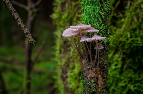 Branche Arbre Dans Forêt Couverte Moos Champignons Royaume Uni — Photo