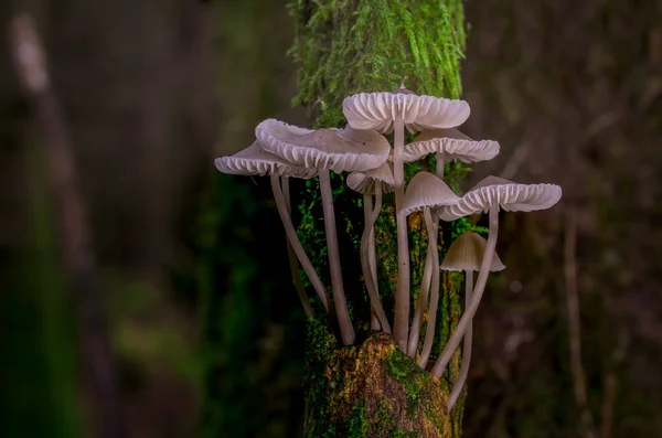 Boom Tak Het Bos Bedekt Met Moos Paddestoelen — Stockfoto