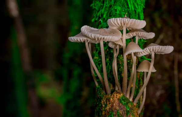 Boom Tak Het Bos Bedekt Met Moos Paddestoelen — Stockfoto