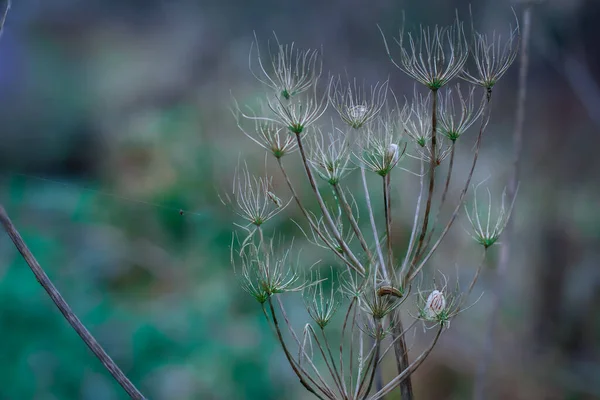 Foto Uma Flor Seca Selvagem Autum — Fotografia de Stock