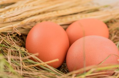 Kahverengi tavuk yumurtaları pipet yuvasında.