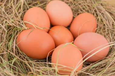 Kahverengi tavuk yumurtaları pipet yuvasında.