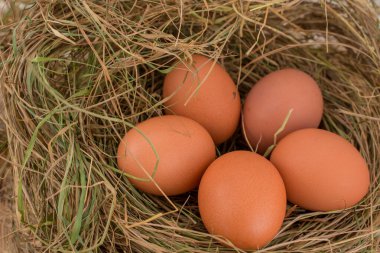 Kahverengi tavuk yumurtaları pipet yuvasında.