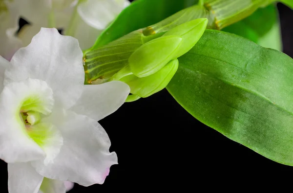 Closeup Orquídeas Wite Fundo Preto — Fotografia de Stock