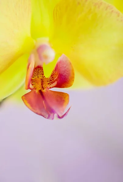 Gros Plan Orchidées Jaunes Sur Fond Rose — Photo