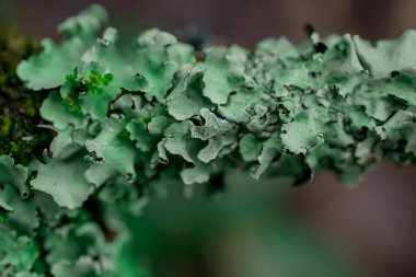 İngiltere, Moos ile kaplı ormandaki ağaç dalı