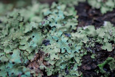 İngiltere, Moos ile kaplı ormandaki ağaç dalı