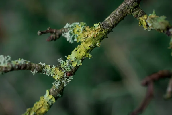 Деревянный Филиал Лесу Покрытый Мысом Великобритания — стоковое фото