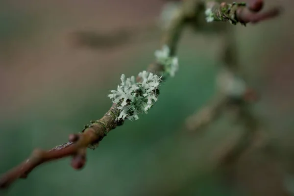 Branche Arbre Dans Forêt Couverte Moos Royaume Uni — Photo