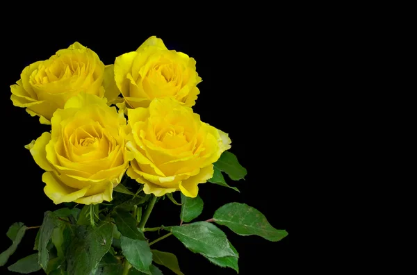 Sárga Rózsa Közelkép Zöld Levelekkel Háttérben — Stock Fotó