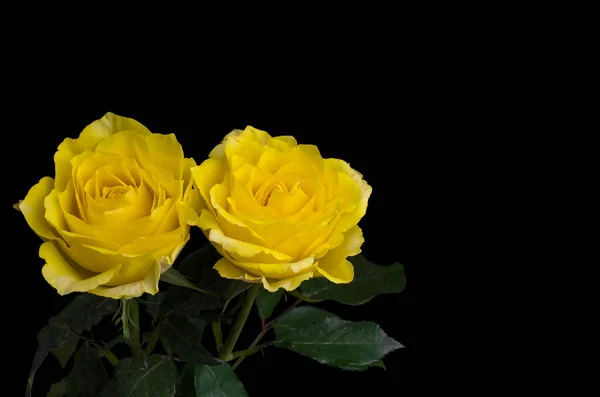 Primer Plano Rosa Amarilla Con Hojas Verdes Fondo — Foto de Stock